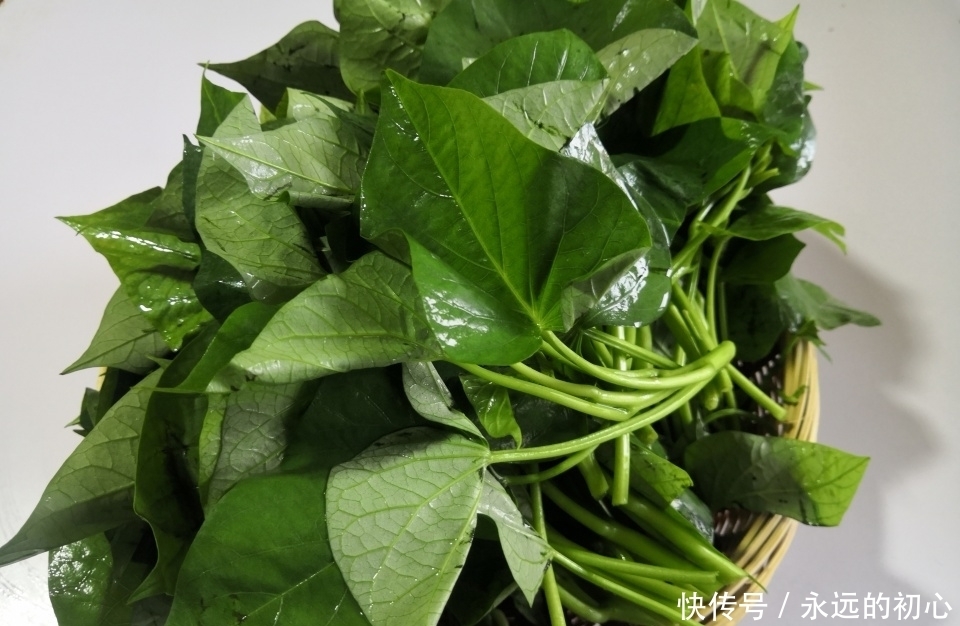 舒服|和红薯是一家的菜,4元一把,晚餐来一盘,吃着肠胃舒服还减肉