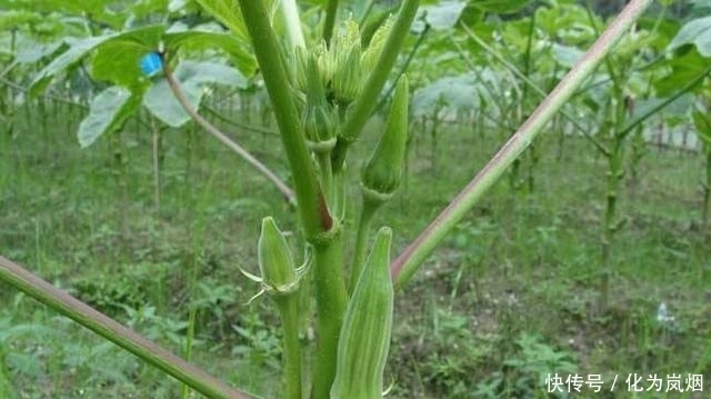 秋葵|黄秋葵好吃又营养!在家种上几棵,一年都有秋葵吃
