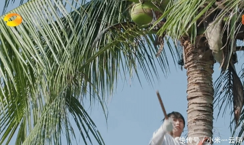 椰子树|彭昱畅爬完椰子树后,那把刀取下来没有?《向往的生活》导演回应了