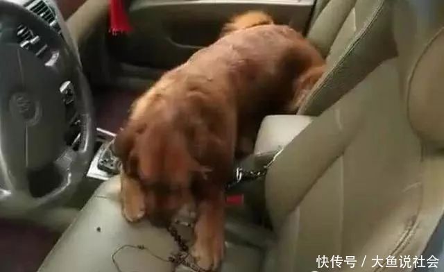 流泪|炎热夏天,把金毛忘在车里5小时,回来后只有不停流泪