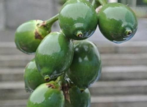 余甘果|南方特有的几种水果,作为南方人也认不出,北方人连听都没听过