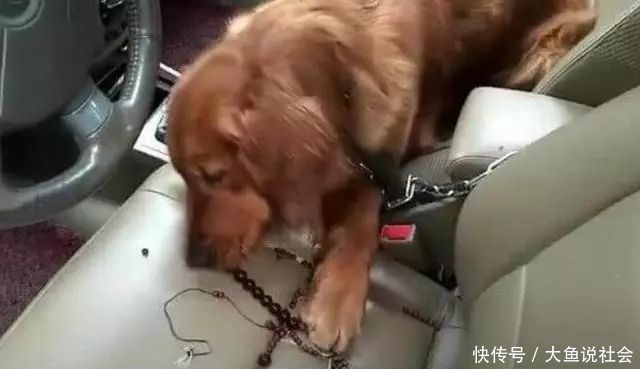 流泪|炎热夏天,把金毛忘在车里5小时,回来后只有不停流泪