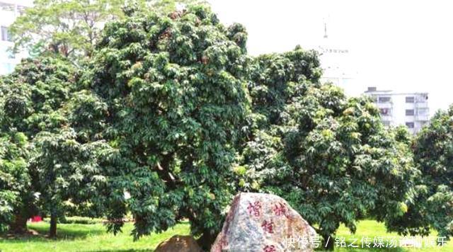 荔枝|19年前花55万拍下一颗天价荔枝,曾经的天价荔枝,如今怎样了?