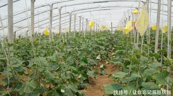二氧化碳|黄瓜保护地种植,该如何增施“二氧化碳”?惠农为您解答
