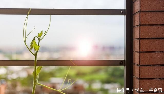 眼下|南瓜藤眼下的爽口菜,不同的人做出了不同的味道