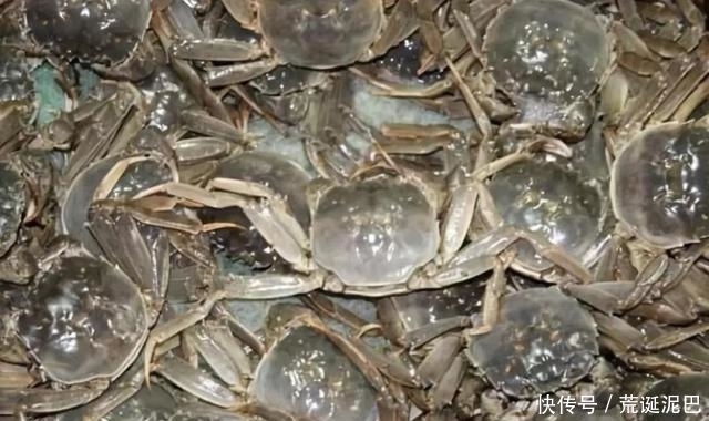 大闸蟹|金秋送爽,选螃蟹有技巧,看准这几点,个顶个的肥美多汁