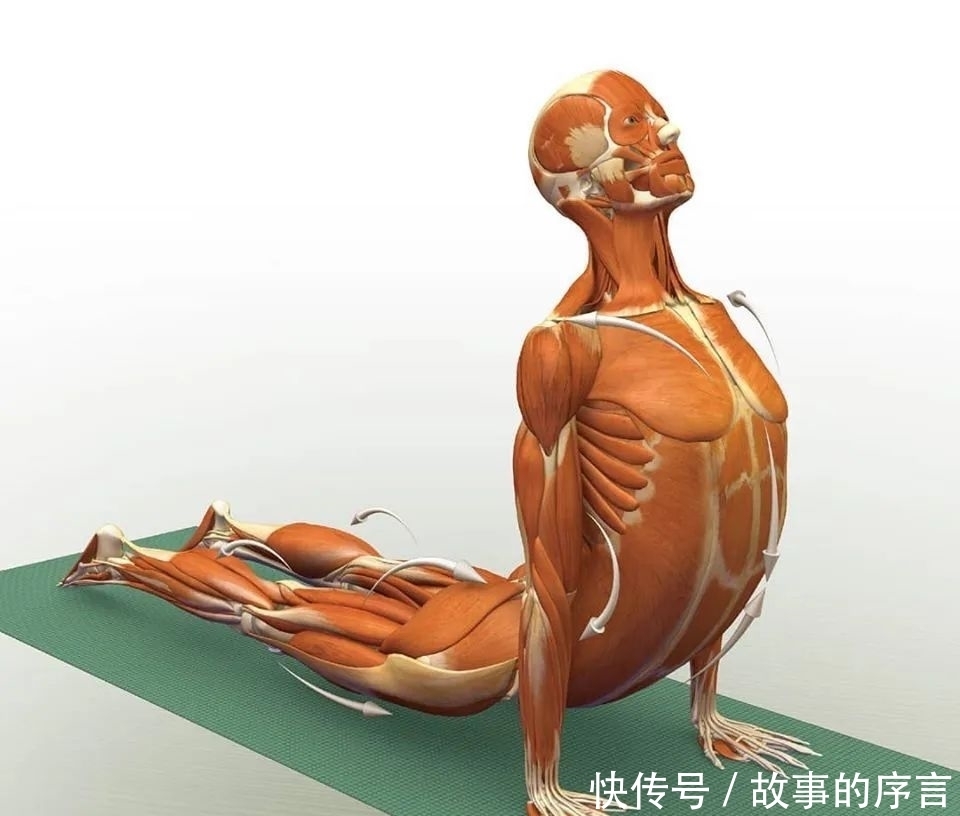 正位|28个常见瑜伽体式解剖图，正位、发力一目了然（收藏级！）