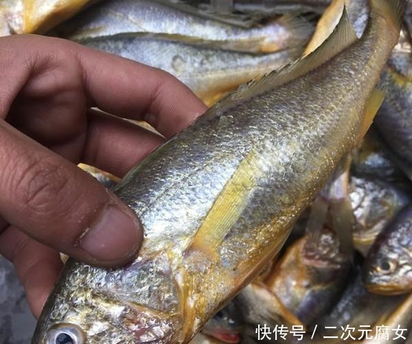 价格|以后去市场买这5种鱼,连鱼铺老板都会夸你是行家