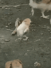 打死|搞笑GIF:哥们,你会让妹子打死的!