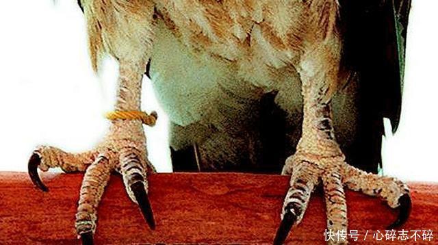 厉害|盘点金庸武侠最厉害的爪法,前9名排行榜,第一已臻化境