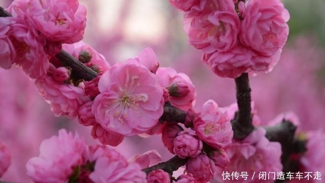 星座|活泼好动的几大星座,放荡不羁爱自由,是很多孩子眼中的理想父母