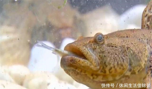 混养|水池中混养龙虾,学会这几招,不赚钱都不行