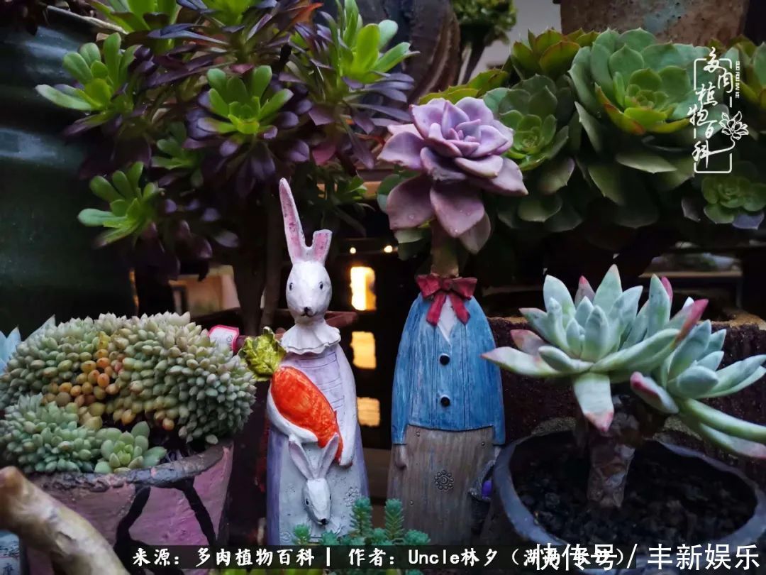  泡一壶|多肉庭院慢生活种一片多肉，喝一杯果酒，泡一壶清茶！