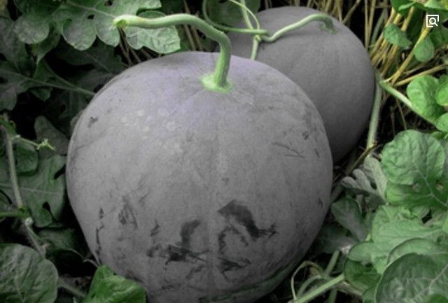 鱼子酱|世界上最贵的水果,第一个水果中的鱼子酱,最后一个超出你的想象