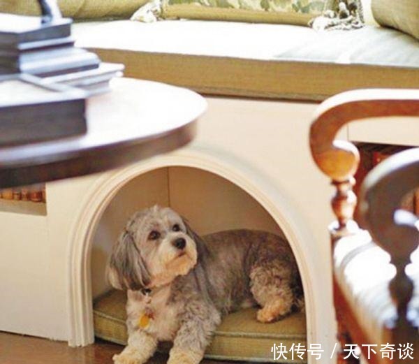 沙发|为什么70%的狗不喜欢睡狗窝,非要睡沙发或者是床呢