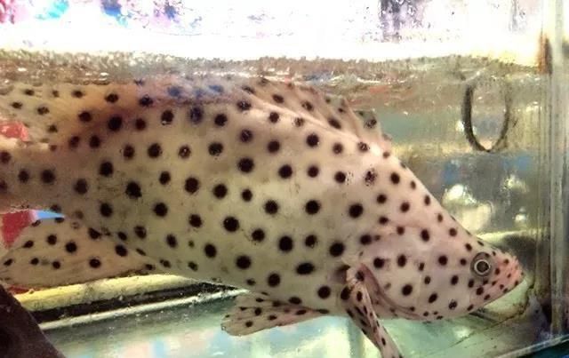 海鲜|世界上65种珍奇海鲜,贝爷都不敢说全部吃过,你吃过几种