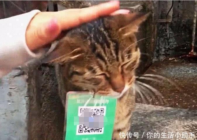 扫出|女孩正在逛街，意外撞见一只猫咪挂着二维码，扫出的结果让人笑喷！