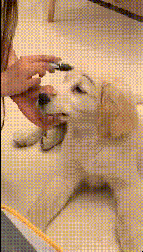  GIF|搞笑GIF：别动啊！这马上就好，就可以出去玩了！