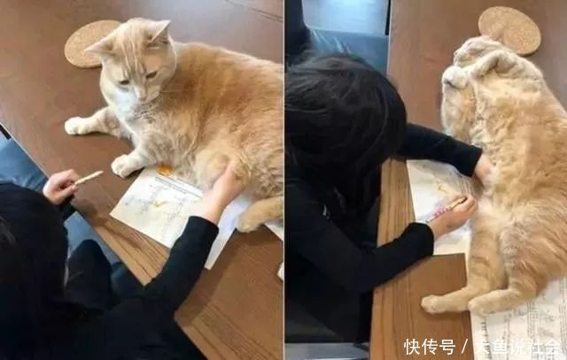 掀开|小主人掀开8.6公斤猫肚肉找题目,它折手手躺考卷:快摸我