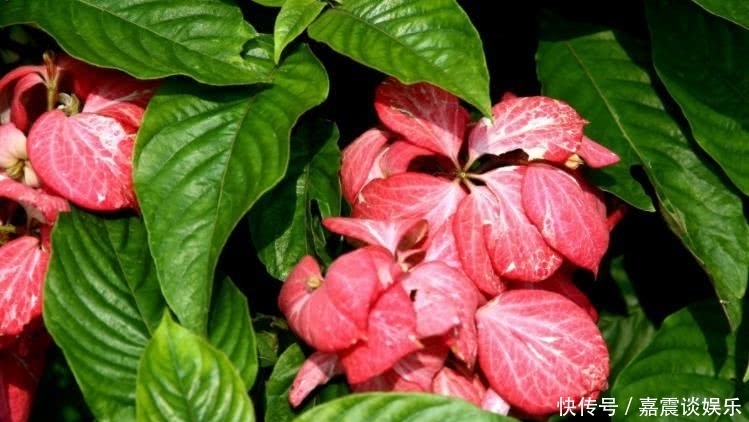  挡不住|8月开始运势奇佳，事业突飞猛进，富贵挡不住的四大属相