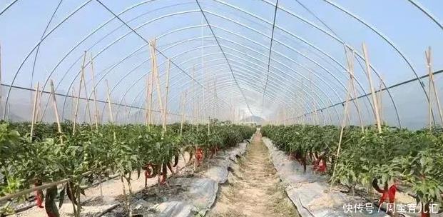 蔬菜|蔬菜行业内涵多,没开种惨亏500万!这些雷区不要踩
