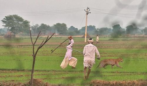  再次发生|人豹冲突再次发生这次是豹子吃人，40岁男子半夜被豹子叼到森林