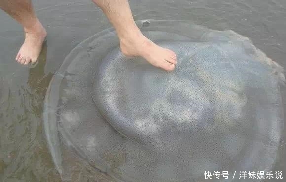 海鲜|海鲜大全, 你能认出多少