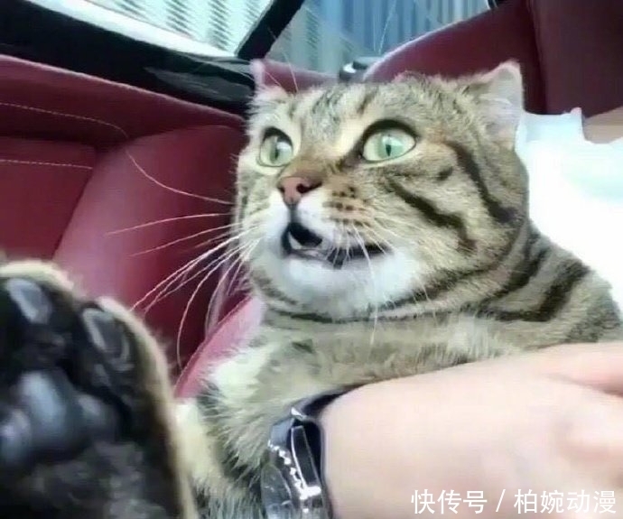 主人|主人第一次带猫坐车出去玩,它的反应哈哈哈