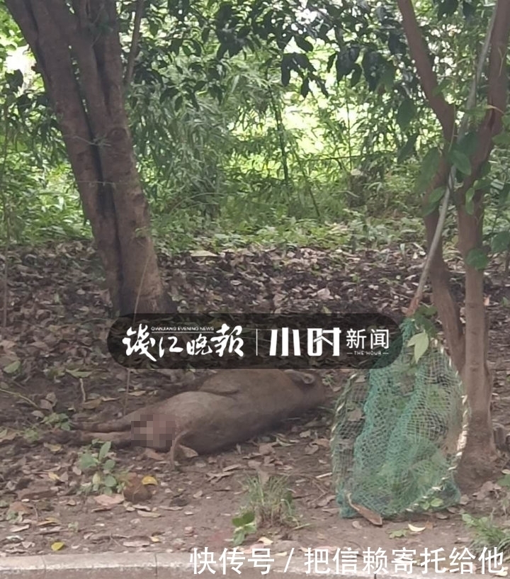 小区|百斤大野猪先后闯进学校和小区 已被警方击毙