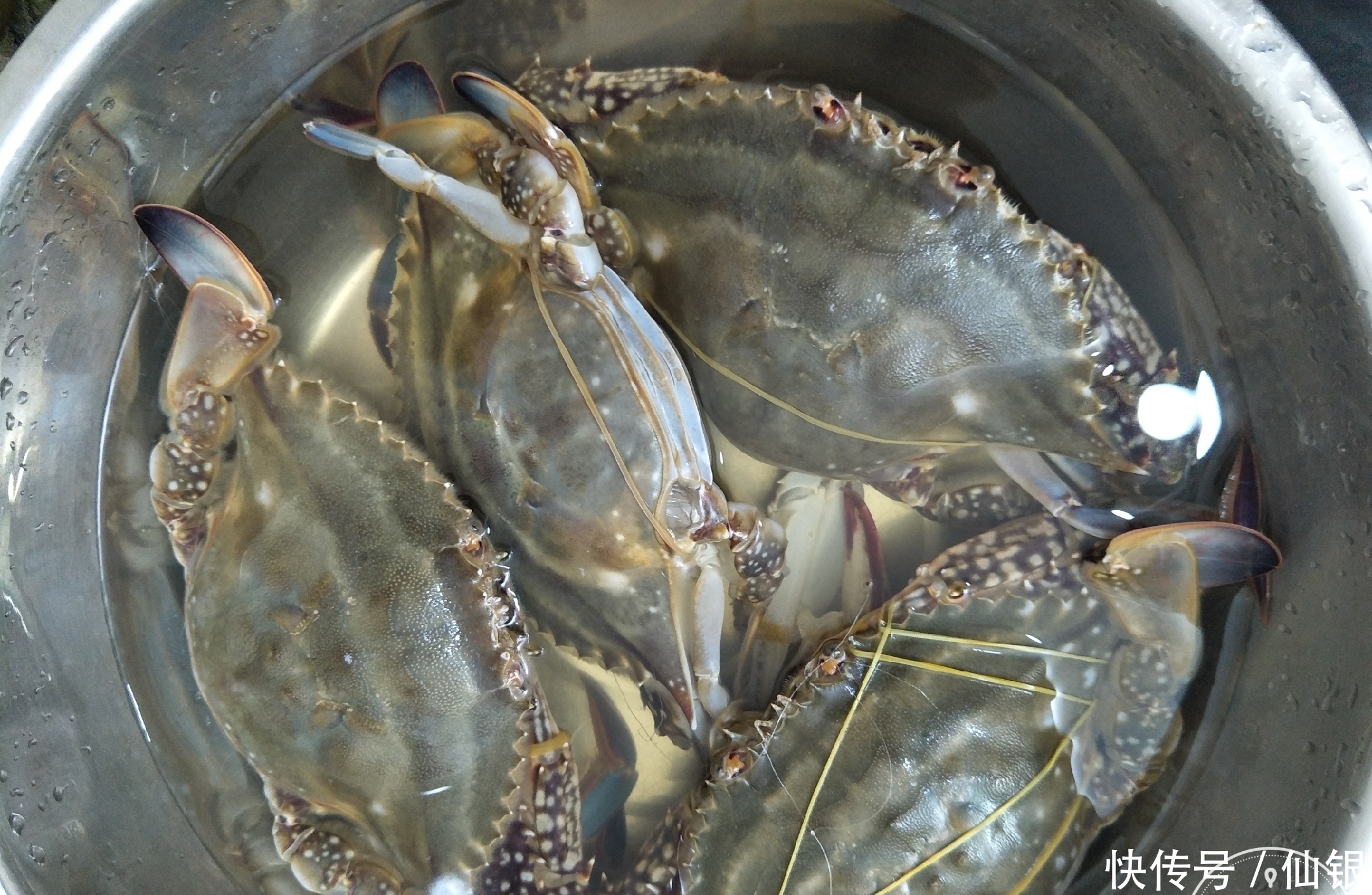 选出|买螃蟹时,公的肉多还是母的?教你1招,选出好吃螃蟹