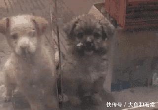 教养|抱歉!连流浪狗都有的教养,有些人却没有