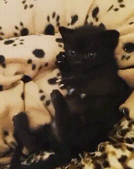 GIF|搞笑GIF:这猫咪长的也太黑了,这晚上都容易踩到
