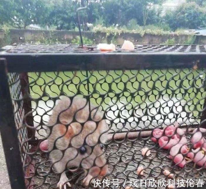  男子|男子下定决心要灭鼠，抓住老鼠后却不知所措！网友：阿弥陀佛