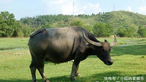 历史|古代历史上不允许随便吃的动物,现在却是普通家常菜!