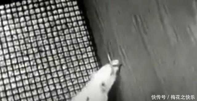  阶级|上层阶级如何产生？耶鲁大学老鼠阶级实验告诉你