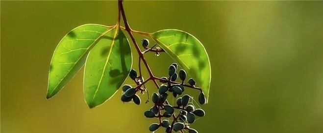 泡水|女贞子泡水喝可以治疗什么?疗效到底怎么样?今天来告诉各位答案