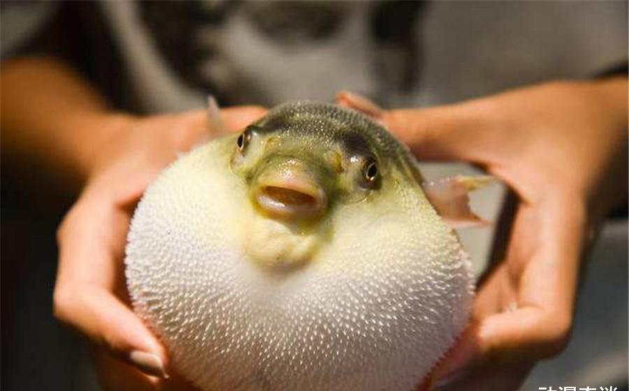 海绵|现实生活中的海绵宝宝，章鱼哥成餐桌美食，泡芙老师有毒