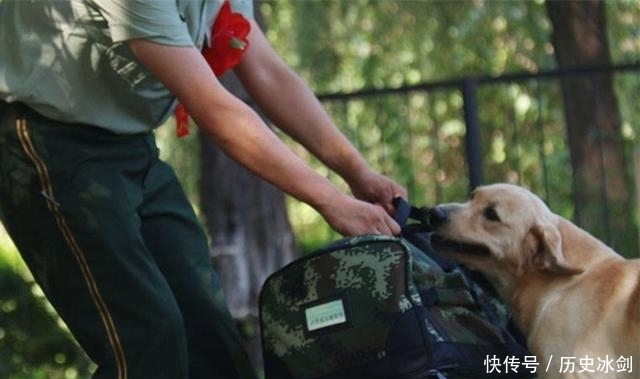  赚足|老兵退伍被军犬察觉，狗狗咬住包裹哀求他别走，场景赚足热泪