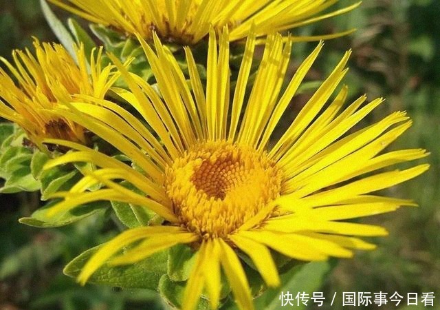 猪饲料|从女王的餐桌到猪饲料，只经过了十几年