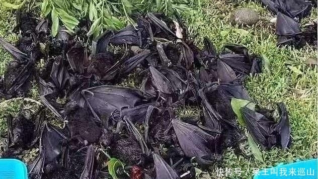 人类|澳大利亚山火摧毁栖息地 60万蝙蝠涌入人类栖息地