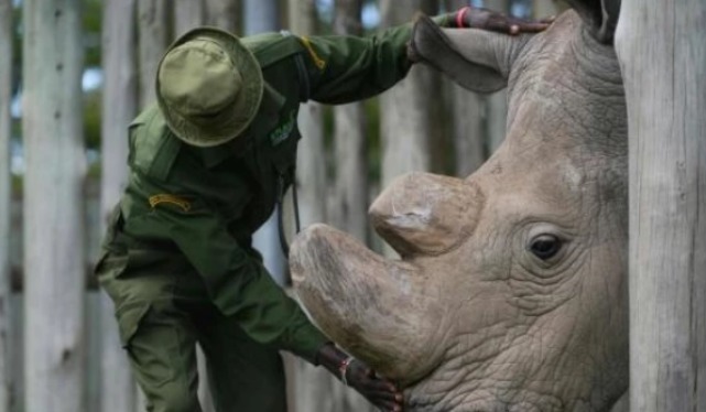 特种兵|全球独一只,24小时被特种兵持枪保护,如今怎么样了?