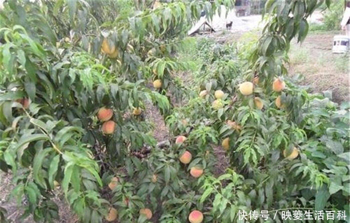 市场上|5年前还不多见,一斤8元成种植热门,如今却靠低价走量,真黄了