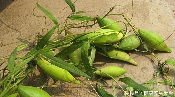 地梢瓜|它素有“钙王”之称,口感香脆美味,栽培前景广阔!