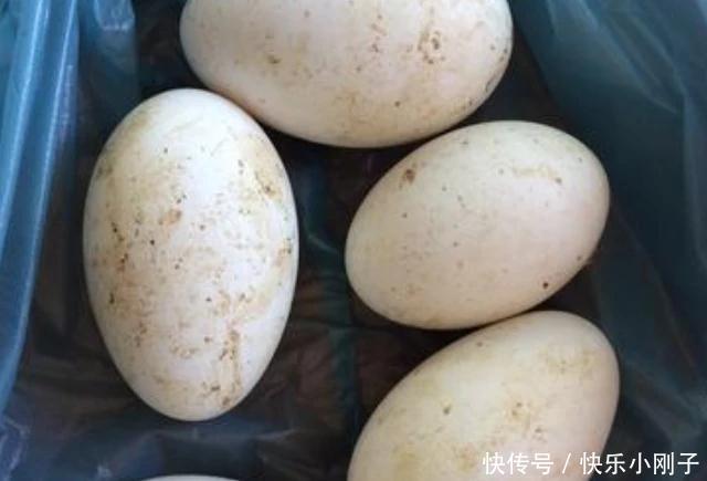 常见|怀孕后,4种常见食物孕妈可劲儿吃,或能促进胎儿发育,预防贫血