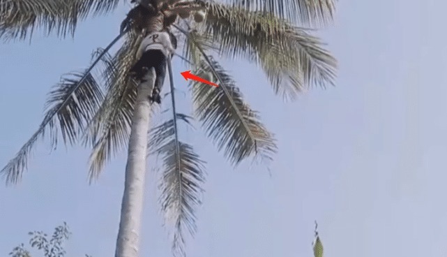  最多|《向往》最累的人不是黄磊！未播花絮表明原因，才知道农活全让他干了！