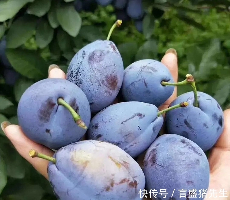 吃起来|买西梅时,挑硬的还是软?很多人不懂,果农:挑错等于白花钱