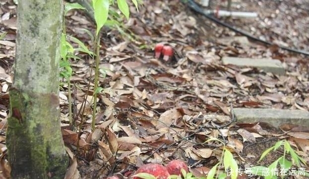 漫山遍野|在农村漫山遍野的东西，在城市竟卖几十上百一斤！