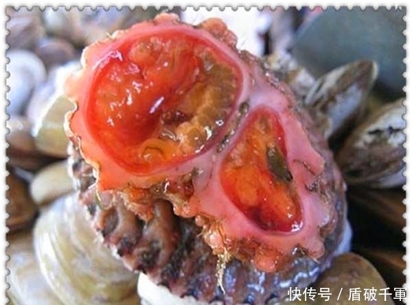  孩子|90后男子带孩子海边度假发现会流血的怪石 , 切开后, 恍然大悟