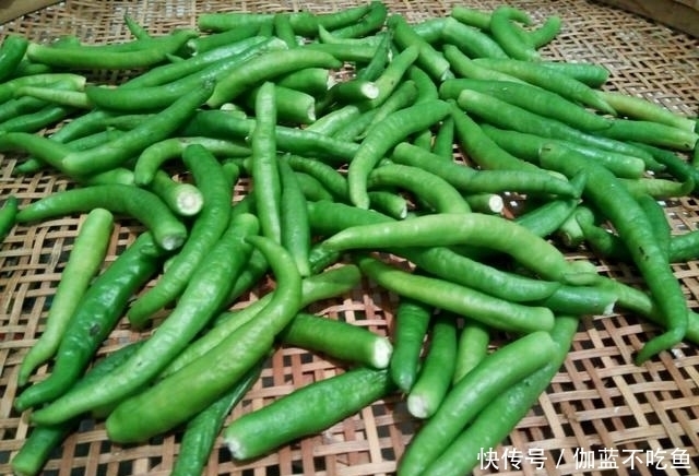 此个|腌辣椒不要只放盐了,学会此个秘制腌法,香辣美味,比吃肉还香