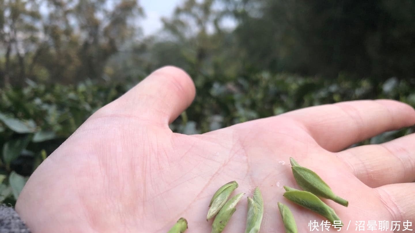 茶农|老茶农口中的“一旗一枪”指的是什么?看完才知晓,银针不仅是针